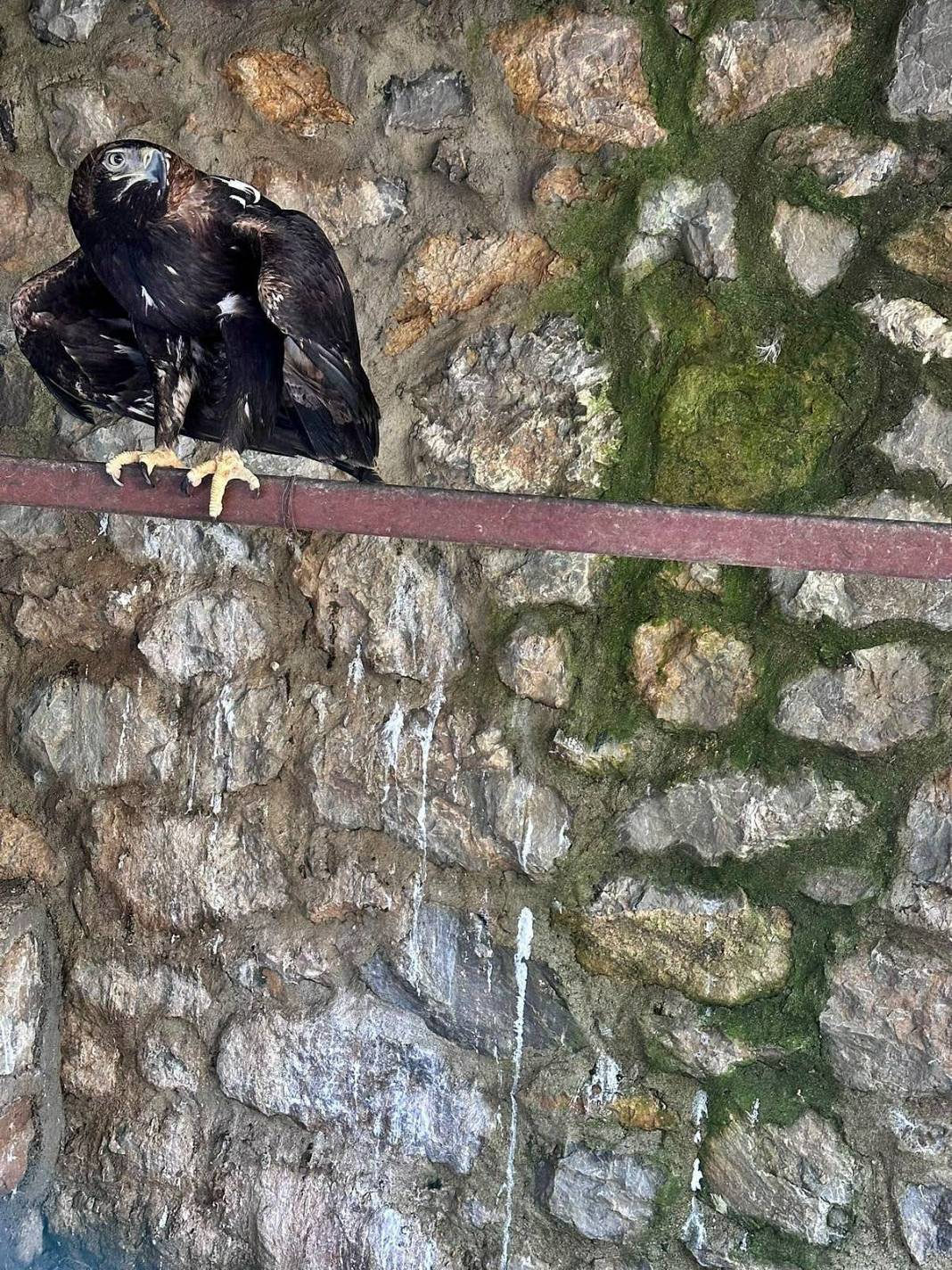 Eve baskın yapan polis Nil timsahı ve anakonda yılanla karşılaştı! Hayrete düşüren anlar 9